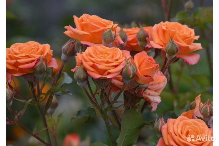 Продаю саженцы роз