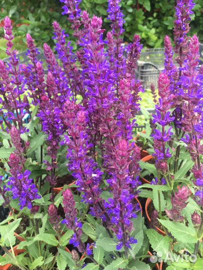 Сальвия многолетняя