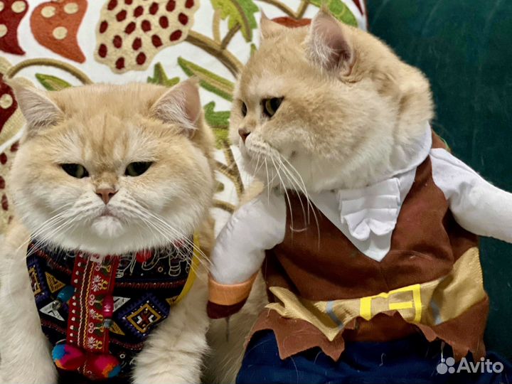 Помощь в вязке золотых британских кошек