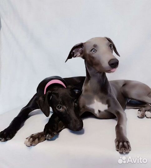 Щенки уиппета