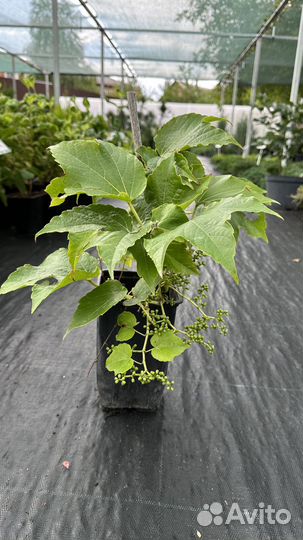 Партеноциссус тройчатый Вичи С4