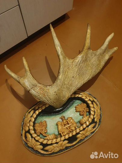 Продам рога лося
