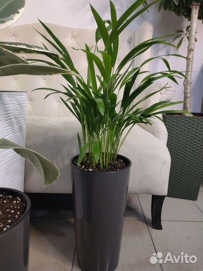 Пальма арека и фикус тинеке в кашпо