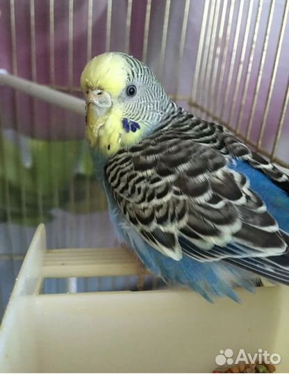 Передержка домашних животных