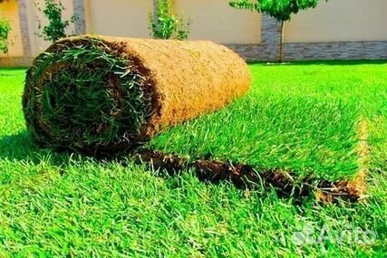 Рулонный газонУкладка Рулонного газонаГазон от про