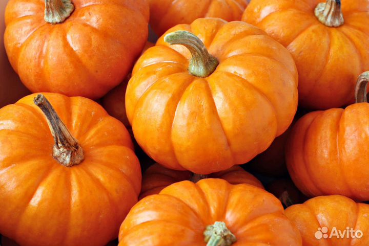 Лук репчатый 30 кг. Тыква 23 кг и кабачки 20 кг