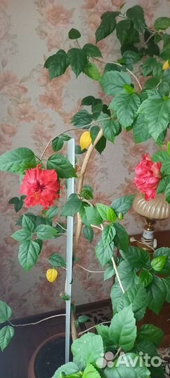 Комнатные цветы