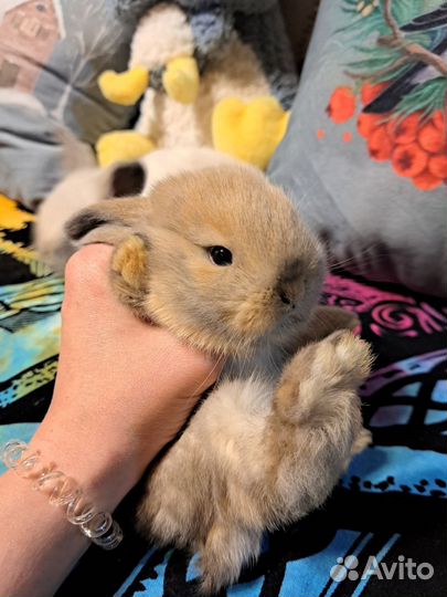 Декоративные карликовые крольчата