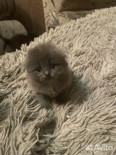 Шотландская