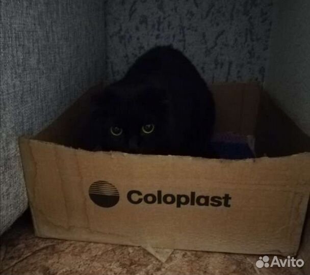 Шотландский вислоухий кот ищет дом