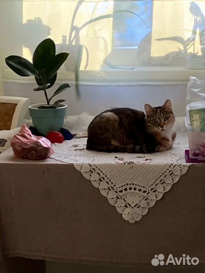 Кошка в дар