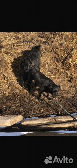 Венгеская постушья щенки