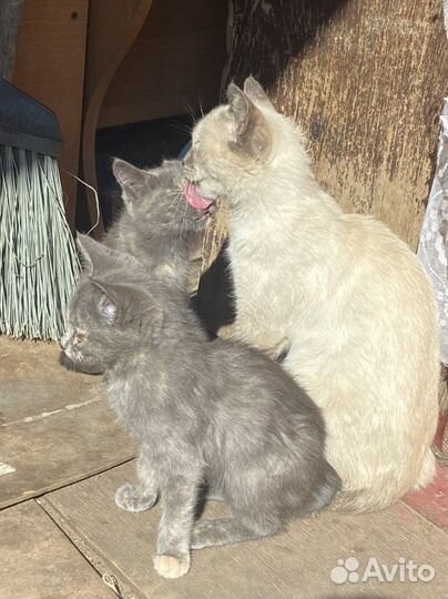 Котенок в дар