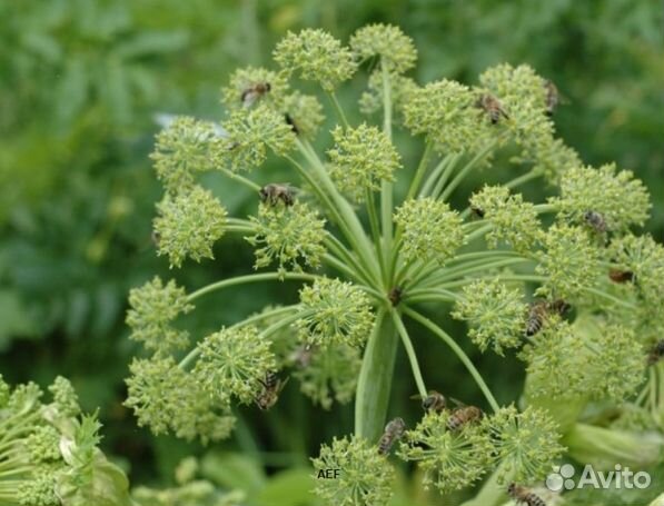 Мед 24 года Алтайский оптом