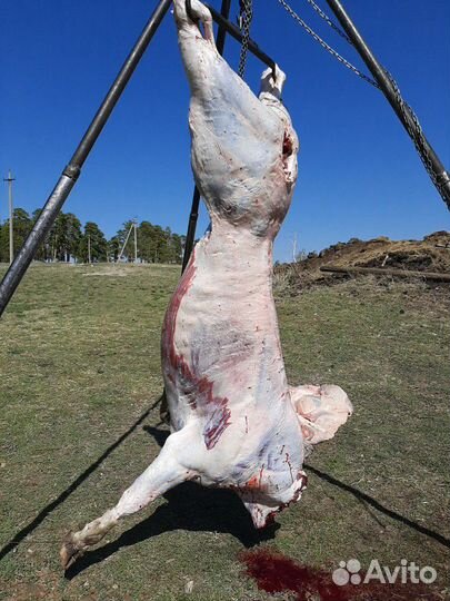 Мясо деревенское-телятина,конина,баранина