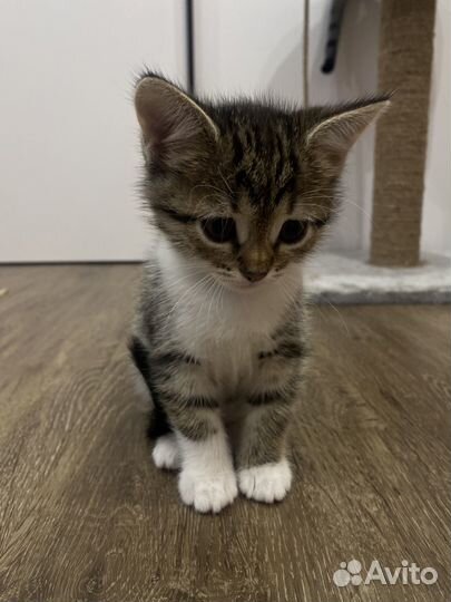 Отдам котят в добрые руки