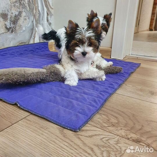 Щенки бивер йорка