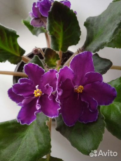 Цветы домашние