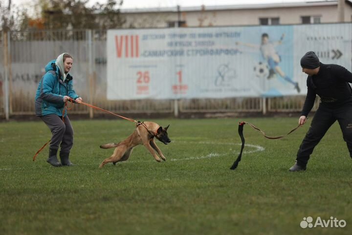 Дрессировка собак, кинолог