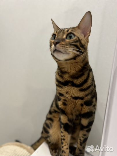 Бенгальский кот