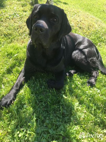 Вязка Лабрадор