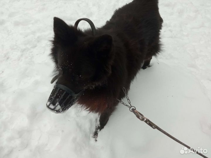 Выгул собак