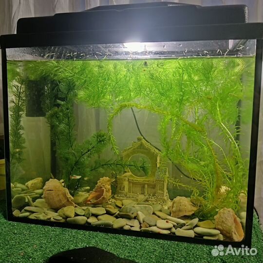Аквариум