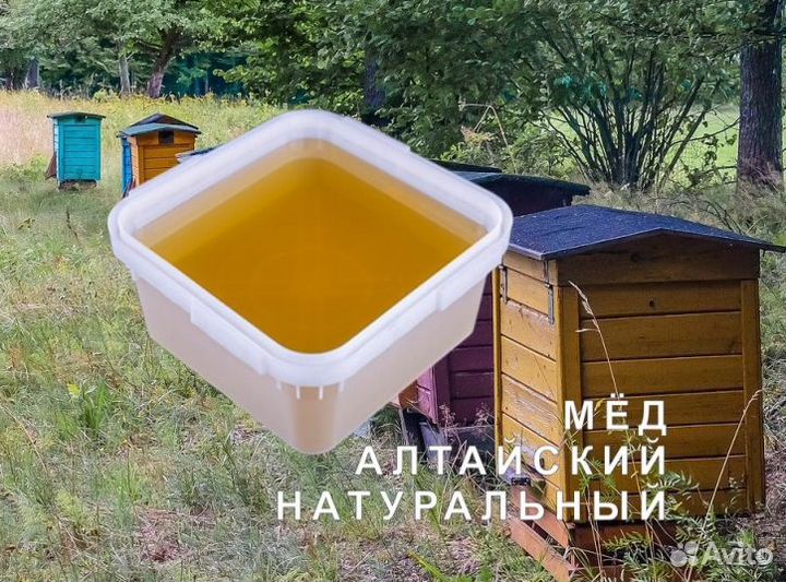 Мёд натуральный из Алтая опт