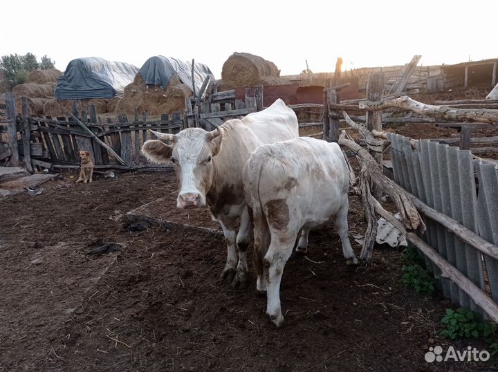 Корова телята и бычки