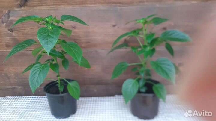 Перчик горький комнатный