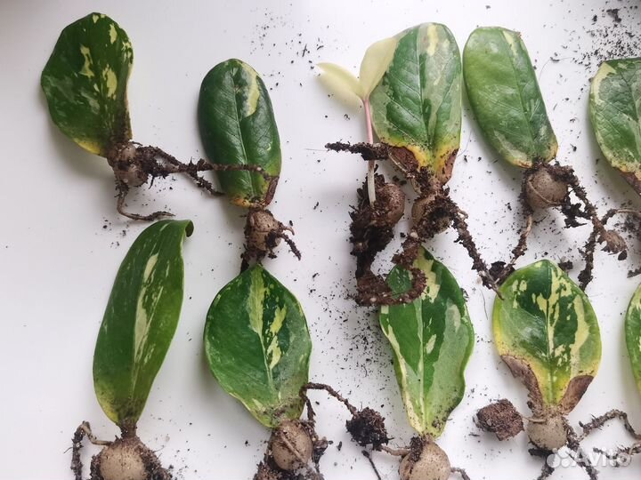 Замиокулькас вариегатный