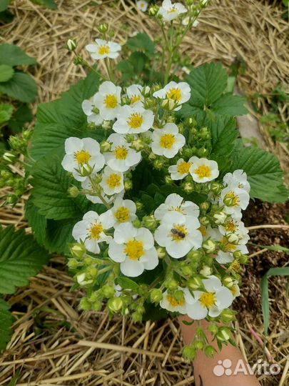 Элитные саженцы клубники от производителя