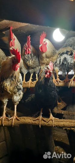 Петухи