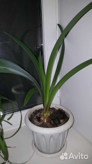 Гиппеаструм амариллис