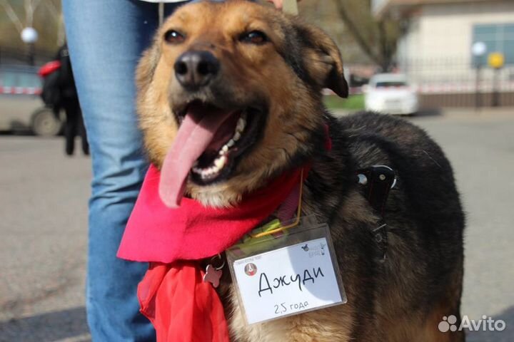 Отдаю даром собаку Джуди в добрые руки