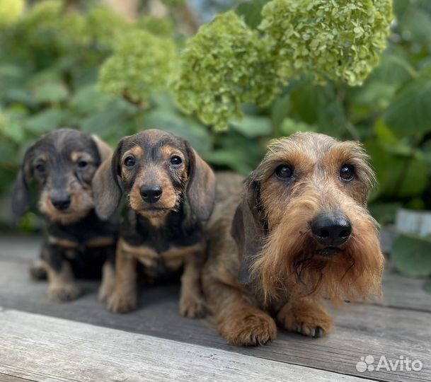Такса кроличья жесткошерстная