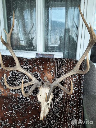 Продам рога оленя