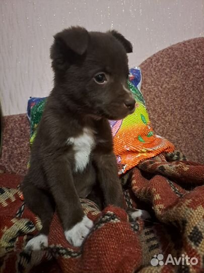 Щенок каштан мальчик