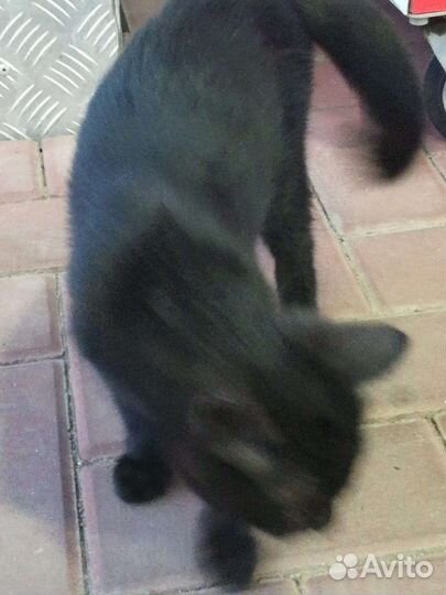 Котёнок мальчик