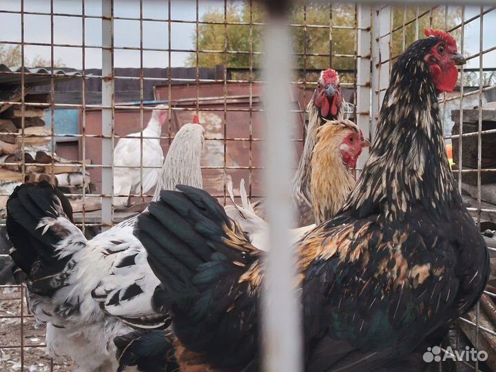 Курочки- молодки