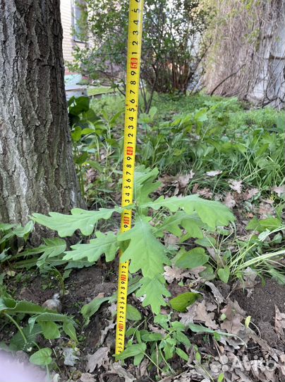 Саженцы дубов