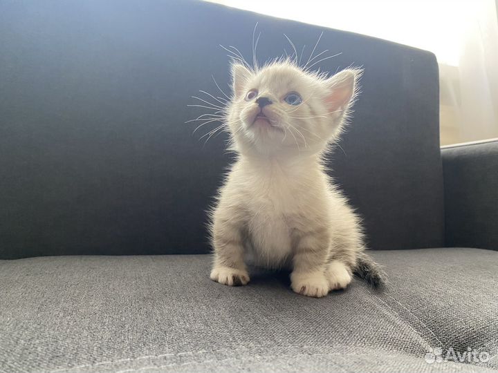 Котята Манчкин