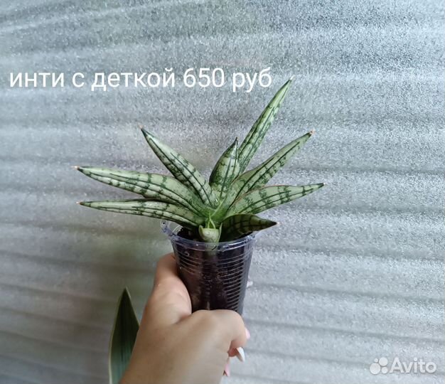 Сингониум филодендрон