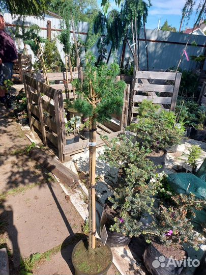 Лиственница европейская Корник на штамбе 90см