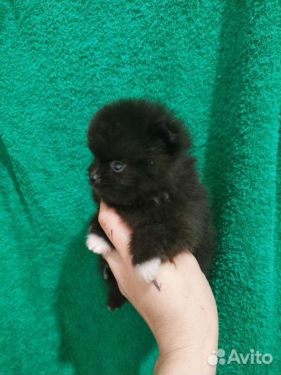 Истинные померанцы