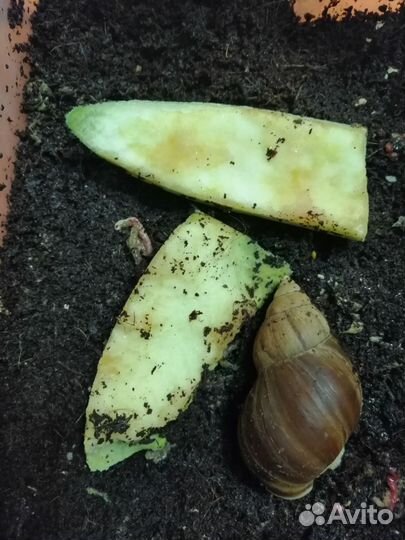 Улитки ахатины