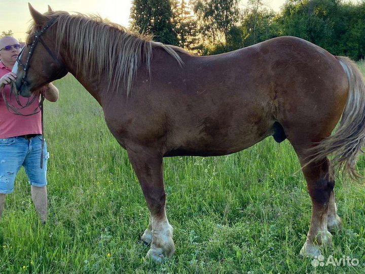 Жеребец тяжеловоз