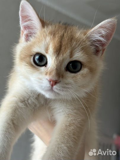 Кошка Британская золотая шиншилла