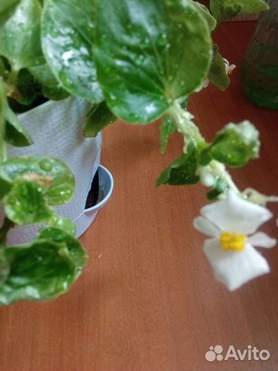 Бегония вечноцветущая белая и красная