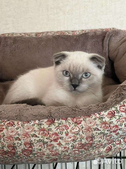 Шотландские вислоухие котята